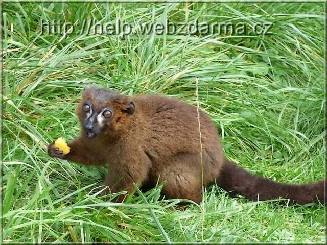 lemur