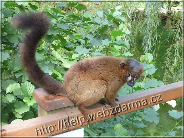 lemur