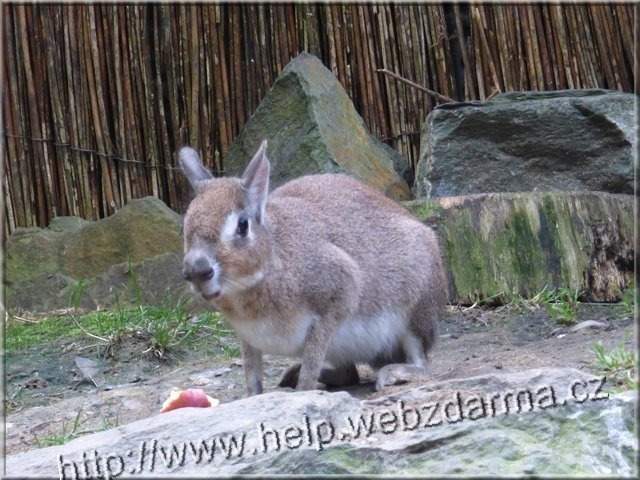 mara