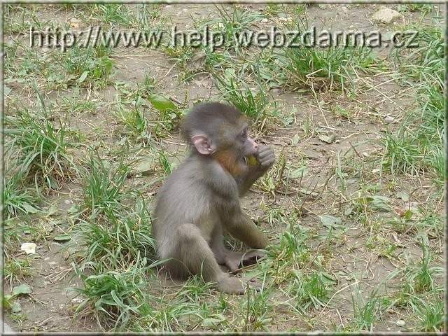 mandril