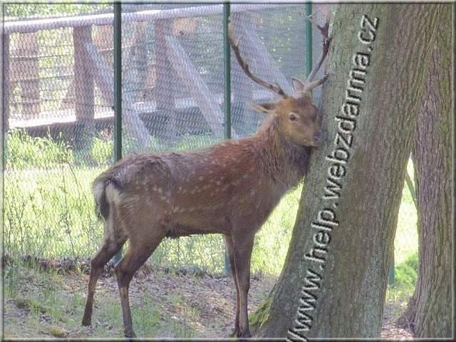 sika