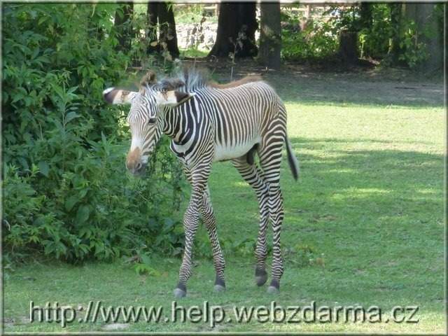 zebra