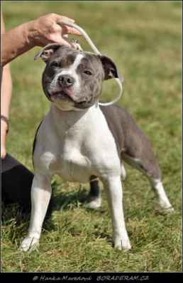 Aurora Lucky Aku Tamariki Bohemia (Cameroon Blue Dárce štěstí X Olivie Pink Girl Warriorbull) - Feny - třída mladých - V