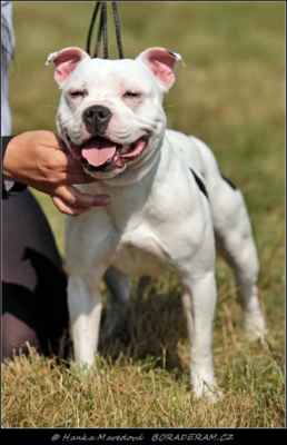 De Luxe Lady Warriorbull (Quality Successor Warriorbull X Original One Title Warriorbull) - Feny - třída mladých - VD