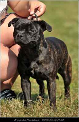 Droopy Bohemian Black Hawk (Albert II. Eilatan X Favia Angel King of Bohemia) - Feny - třída mladých - V