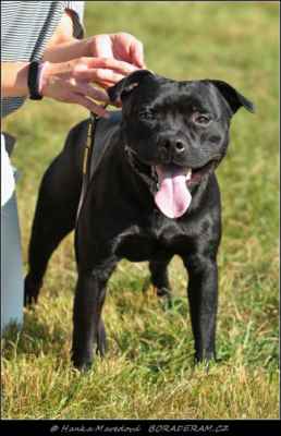 Branduff Kebullstaff (Elitebulls Challenger X Satip Princess Diana) - Psi - třída mladých - V