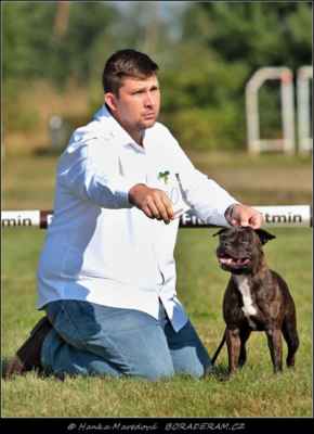 Iron Dog West Palami (Richy Rich Impossant Bohemia X Hennessy Heart West Palami) - Psi - třída mladých - V2