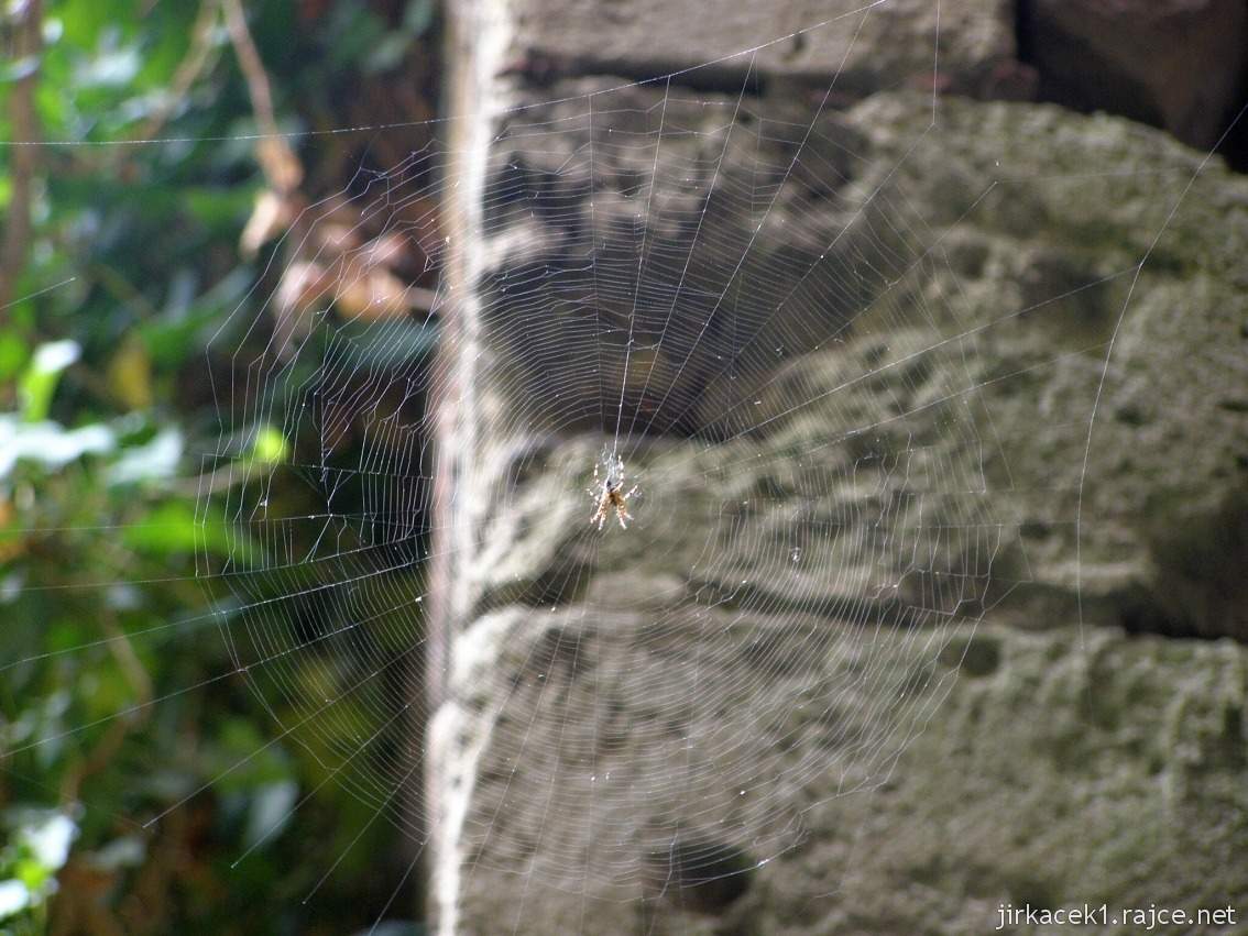 Dolní Kounice - klášter Rosa Coeli - pavouk v rajské zahradě