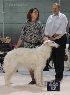 C.I.B.P., multi champion, World Winner 2021 Olověnka Bistkupstwo - At World dog show 2021 - CAC, CACIB, BOS, World winner 2021