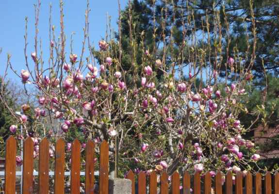 V Motole už rozkvetly (a omrzly) magnólie. Květy tohoto stromu jsou úžasné.