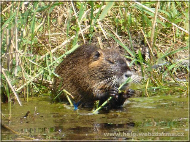 nutria