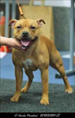 Bonifazio Ganz Eleganz (Vicyen´s Lord Red X Brixie Mija Dogs) - Psi - třída dorostu - N