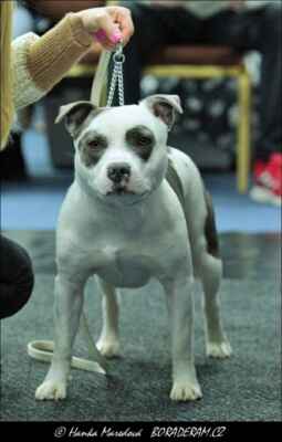 Coral Berry  Bohemia Ursa (Xiaom White Diamond Warriorbull X Ursa Blue Fransimo Bohemia) - Psi - třída mladých - D