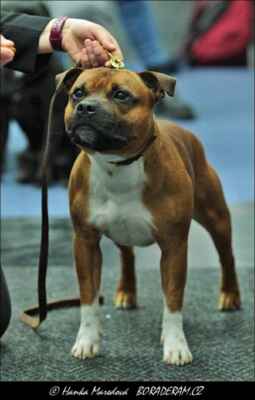 Ace In The Hole  Ready for Smile (Devils and Fairies Son of Hurricane X Gis Brenneke) - Psi - mezitřída - V