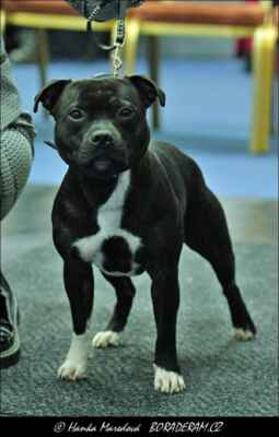Archibald  Ace of castle (Asparagus Militaris X Ace of Hearts  Moravia Dragon) - Psi - mezitřída - VD