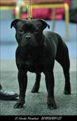 Ozzy  Bohemian Black Hawk (I Am Wrath Domidar Dogs X Cora  Bohemian Black Hawk) - Psi - mezitřída - V3