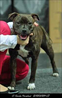 Agnes  Honey Heart dogs (I'Saki Victoria  Zh'William'Heart Irland X Bugatti Divo  Ernastaff) - Feny - třída dorostu - N