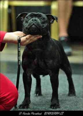 Just I'm Dad's Girl  R.A.C.-Popelka (Face To Face Terrystaff X Gugoo-Go  R.A.C.-Popelka) - Feny - třída dorostu - N