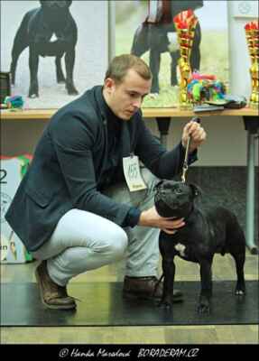 Afrodite Von  Ragon Bullet (Hold Me Back Domidar Dogs X All I Wish Saint Grail) - Feny - třída mladých - V