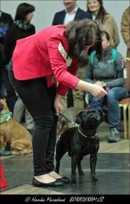 Boogie-Woogie  Merlin Canys (Like A Monster Domidar Dogs X Josephine Goddness Wizard Bull) - Feny - třída mladých - V4
