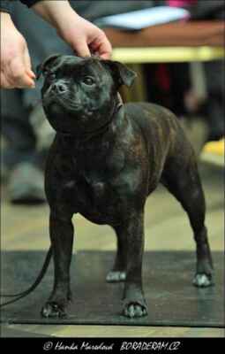 CocoLady  Black Devil Bohemia (Brutus El Diablo Winnerstaff  X Bellatrix  Ri-Gadhars) - Feny - třída mladých - V1, CAJC, KVM