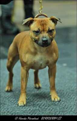 All I Desire Ready for Smile (Devils and Fairies Son of Hurricane X Gis Brenneke) - Feny - mezitřída - V1, CAC