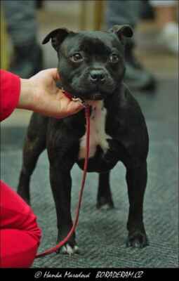 Charming Vivienne Drobeczech (I Am Legend Great´n Glory X Cora Black Rose Gast) - Feny - mezitřída - VD