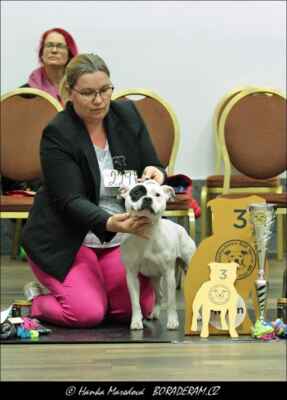 Cherry Of Impossant Bohemia (Diamonds of Blanch White Bear X Ailli Sweet Impossant Bohemia) - Feny - mezitřída - V3