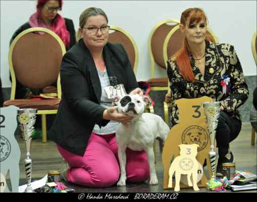 Cherry Of Impossant Bohemia (Diamonds of Blanch White Bear X Ailli Sweet Impossant Bohemia) - Feny - mezitřída - V3