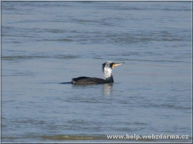 kormoran