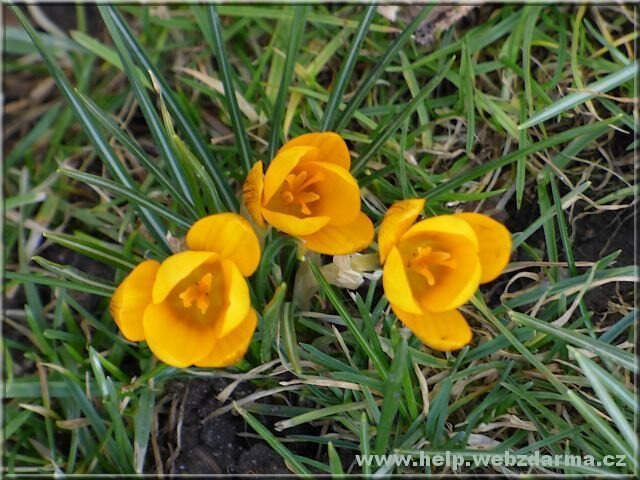 crocus