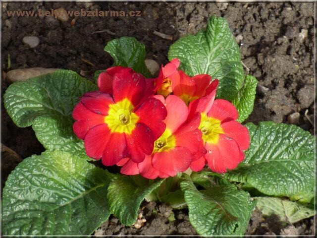 primula