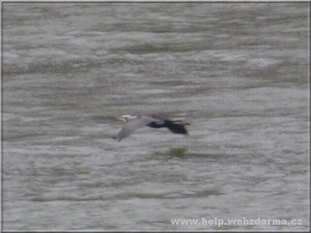 kormoran