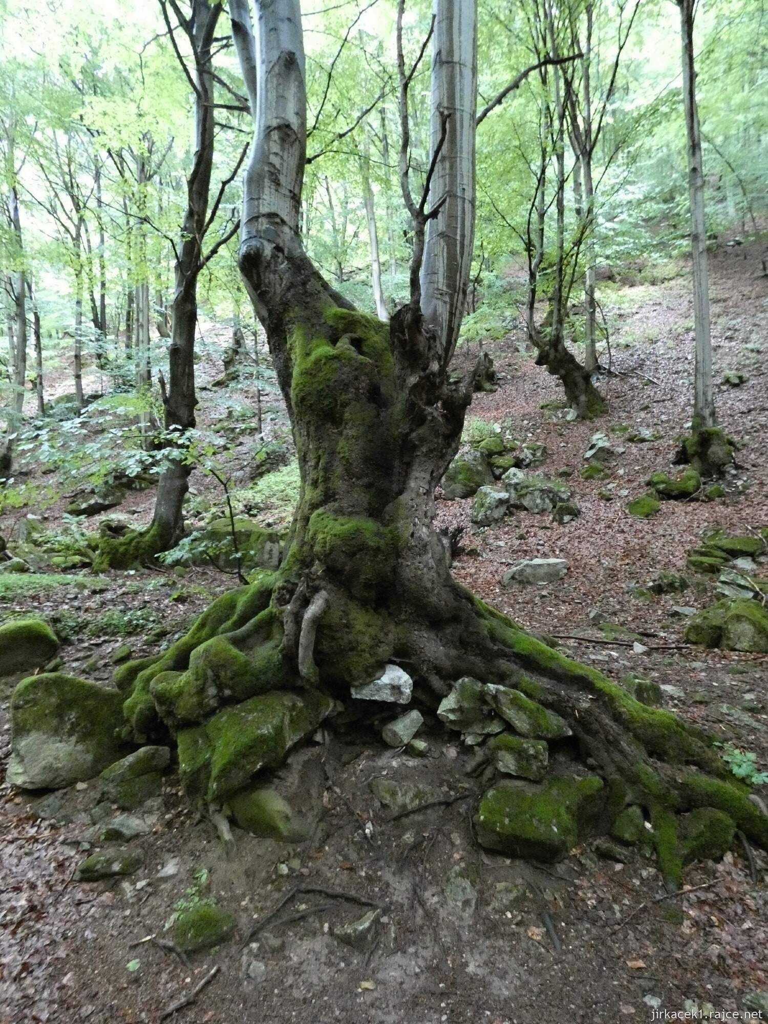 1c - Šútovo - naučná stezka Šútovská dolina a cesta k vodopádu 015