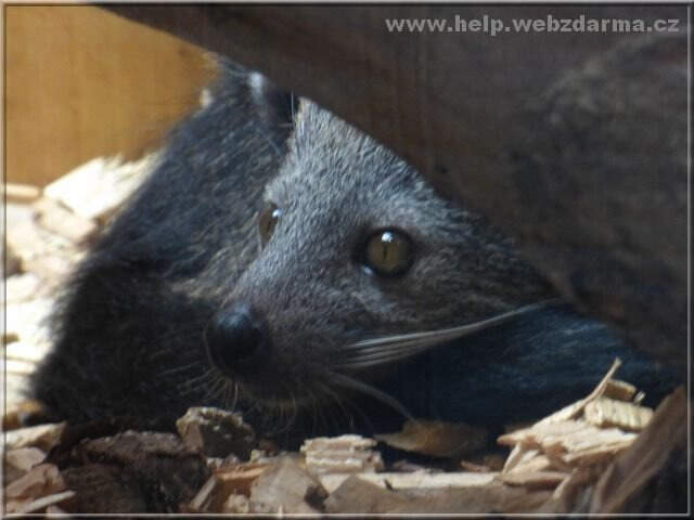 binturong