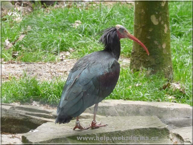 ibis
