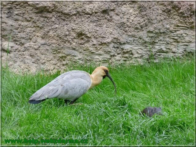 ibis sk