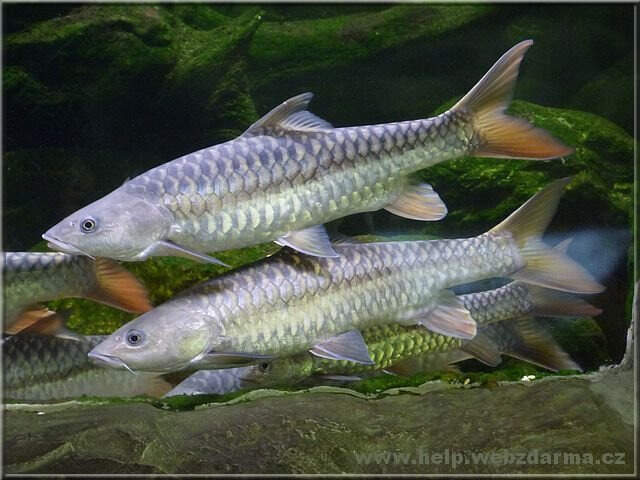 mahsir