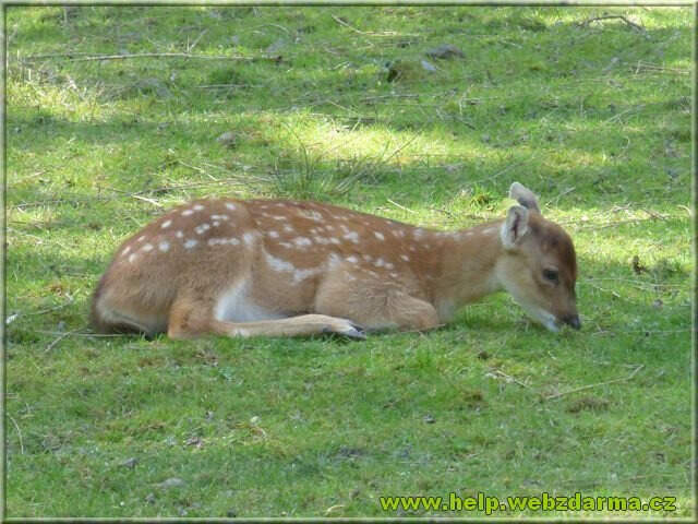 sika