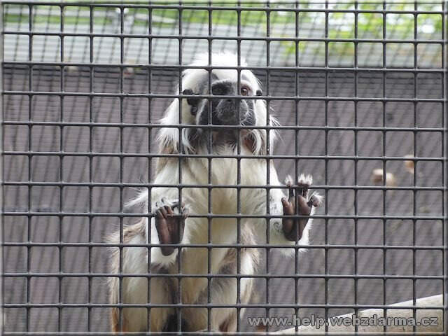 tamarin