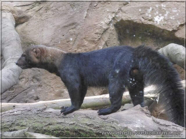 tayra