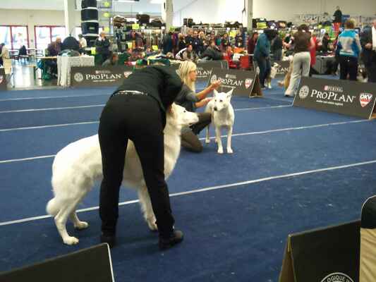 Jayla vom Altvilstal a Astrid - Female Champion Class