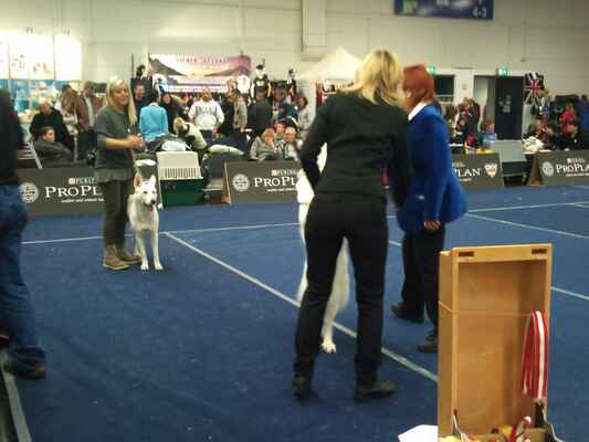 Astrid a Jayla vom Altvilstal - Female Champion Class