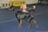 Stay In Style Kaiser /Hilo von Nemesis x Stay In Style Airria/ VP1 - Male Puppy Class