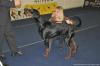 Stay In Style Kaiser /Hilo von Nemesis x Stay In Style Airria/ VP1 - Male Puppy Class