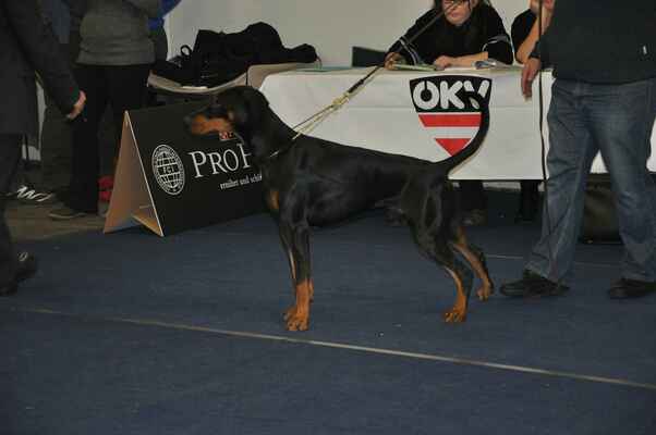 Ace von Zwisila /Anim von Rebell x Befana Opus Meum/ E1, CAJC - Male Junior Class