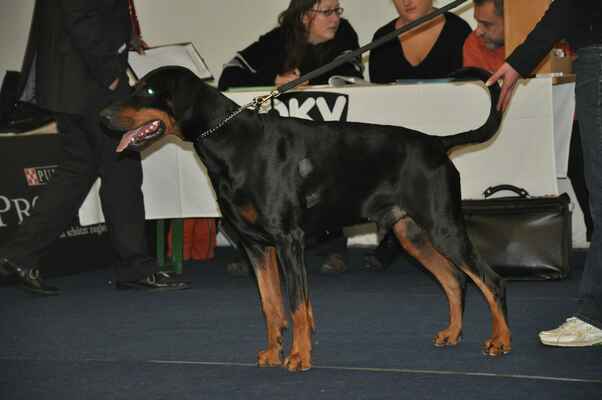 Achilles von den Bruggenern /Gamleth Casa di Oro x Escada vom Alten Adel/ E1, CACA, CACIB, BOB - Male Working Class