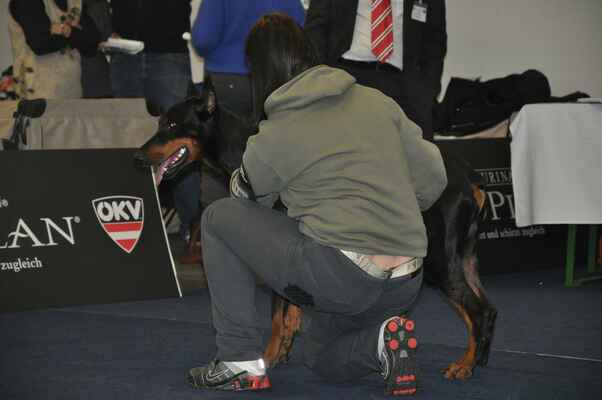 Vasko del Pais Baviera /Odin von Bayern x Queenie del Pais Baviera/ VG2 *11.05.2006 - Male Working Class