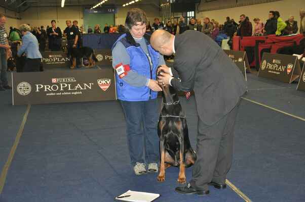 Jastin Abba-Sonia /Amor Extra Moravák x Eris Abba-Sonia/ E1, CACA *01.01.2006 - Male Champion Class